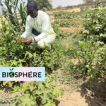 Aboubacrine Ag Mouhamedine Yattara