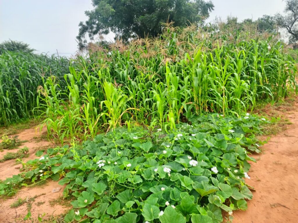 CHAMPS DE MIL DANS LE CERCLE DE BANKASS